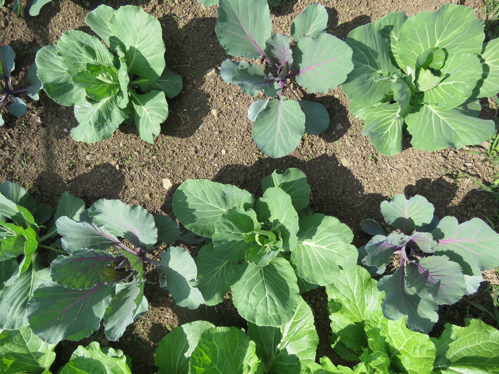 Canon PowerShot SX60 HS sample photo. Farm, crop, produce photography