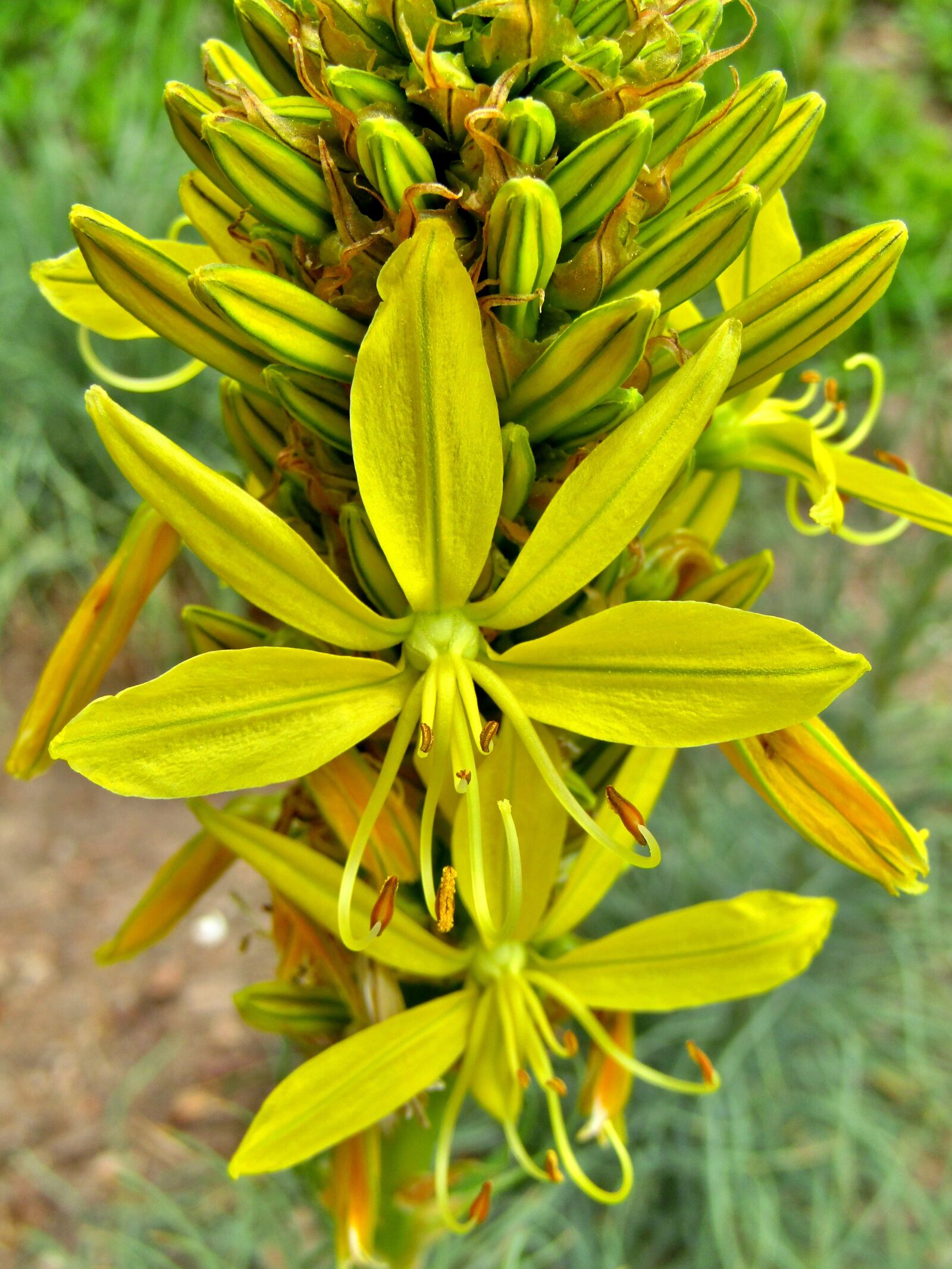 Canon POWERSHOT SX432 IS sample photo. Goldwurz, asphodeline lutea, flower photography