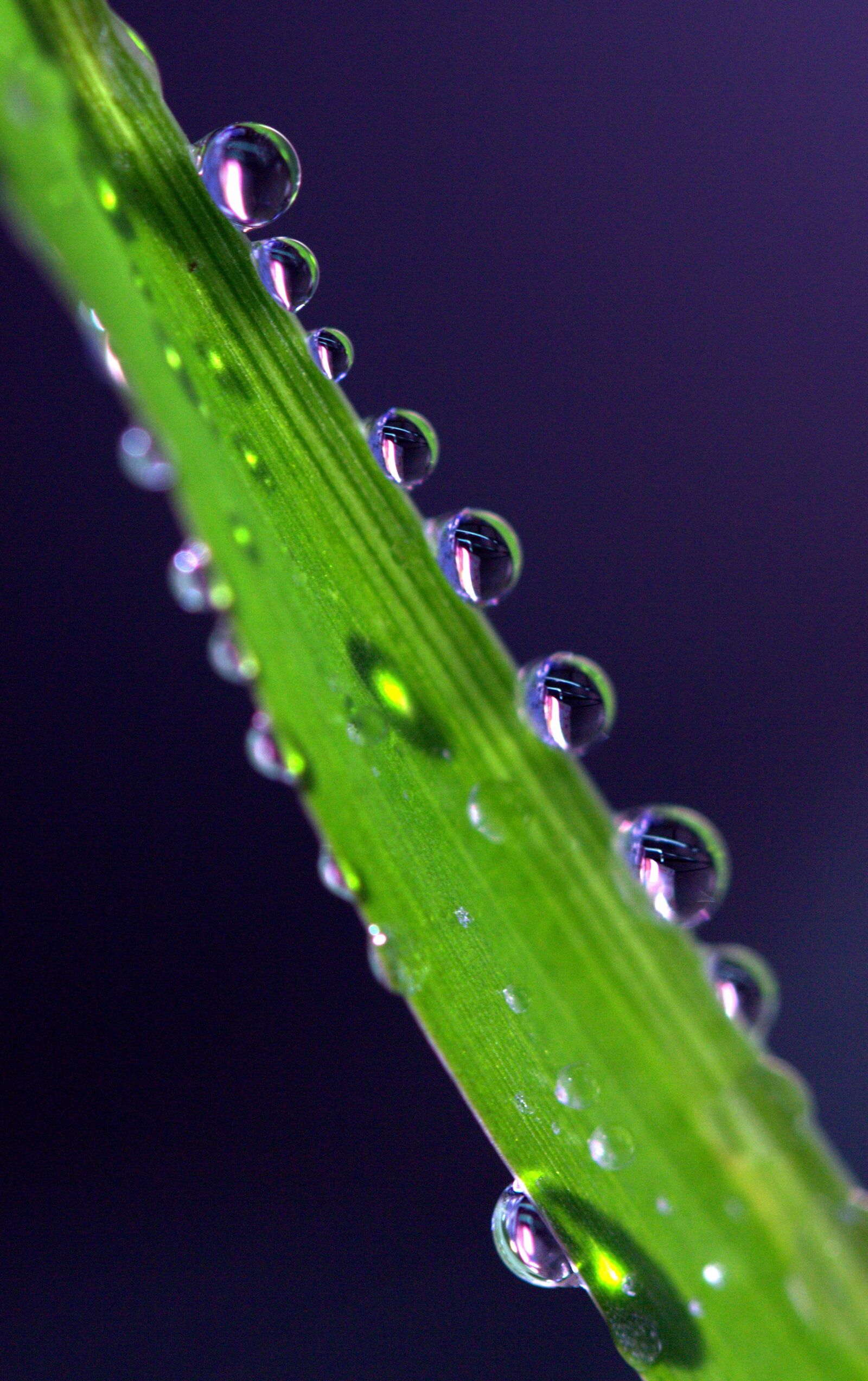 Canon EF-S 60mm F2.8 Macro USM sample photo. Drops, plant, macro photography
