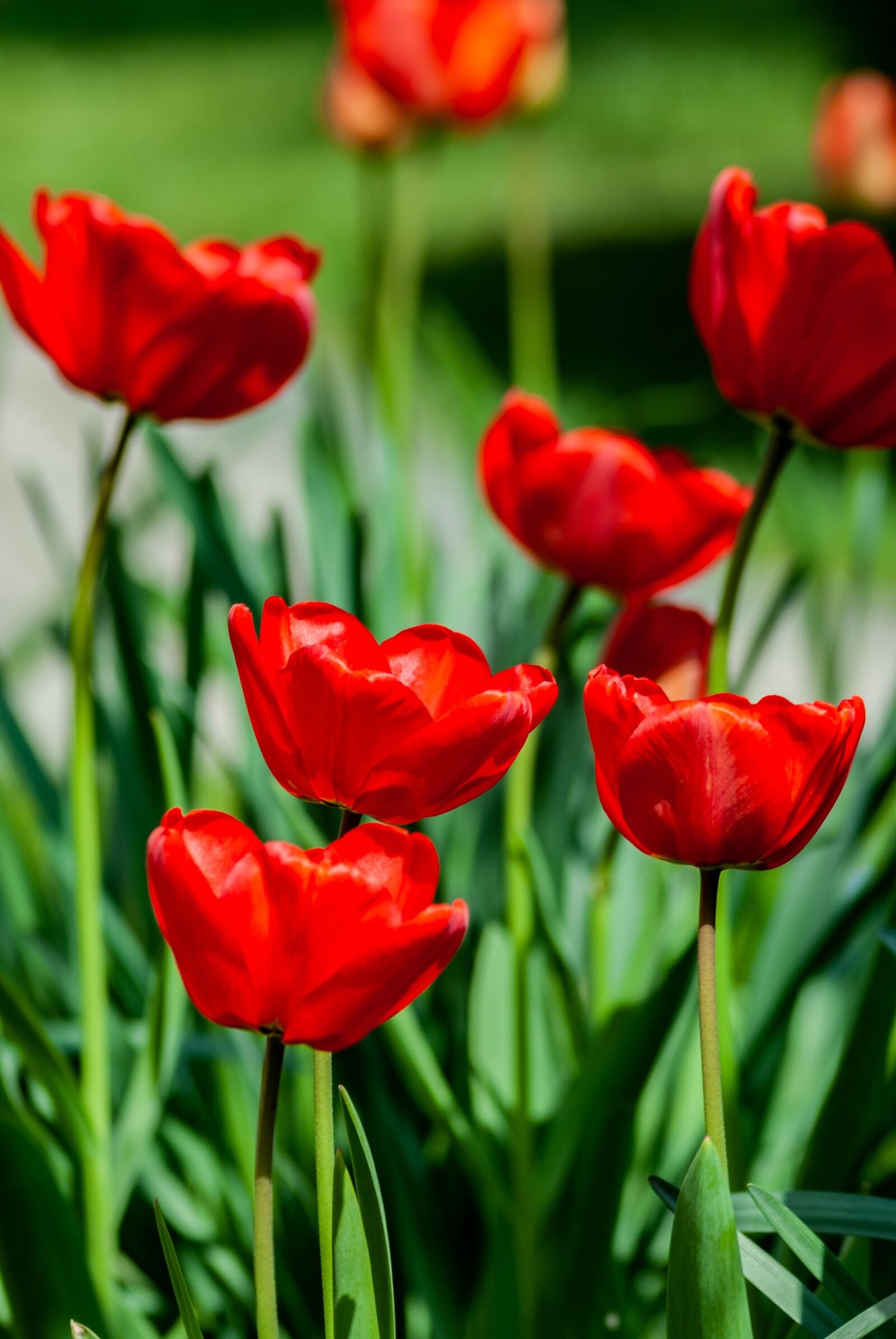 Nikon D60 sample photo. Tulip, tulips, flowers photography