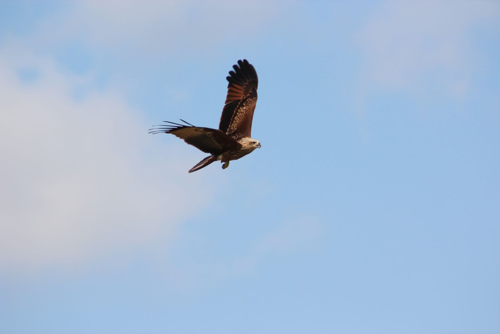Canon EF75-300mm f/4-5.6 sample photo. Sky, bard, nature photography