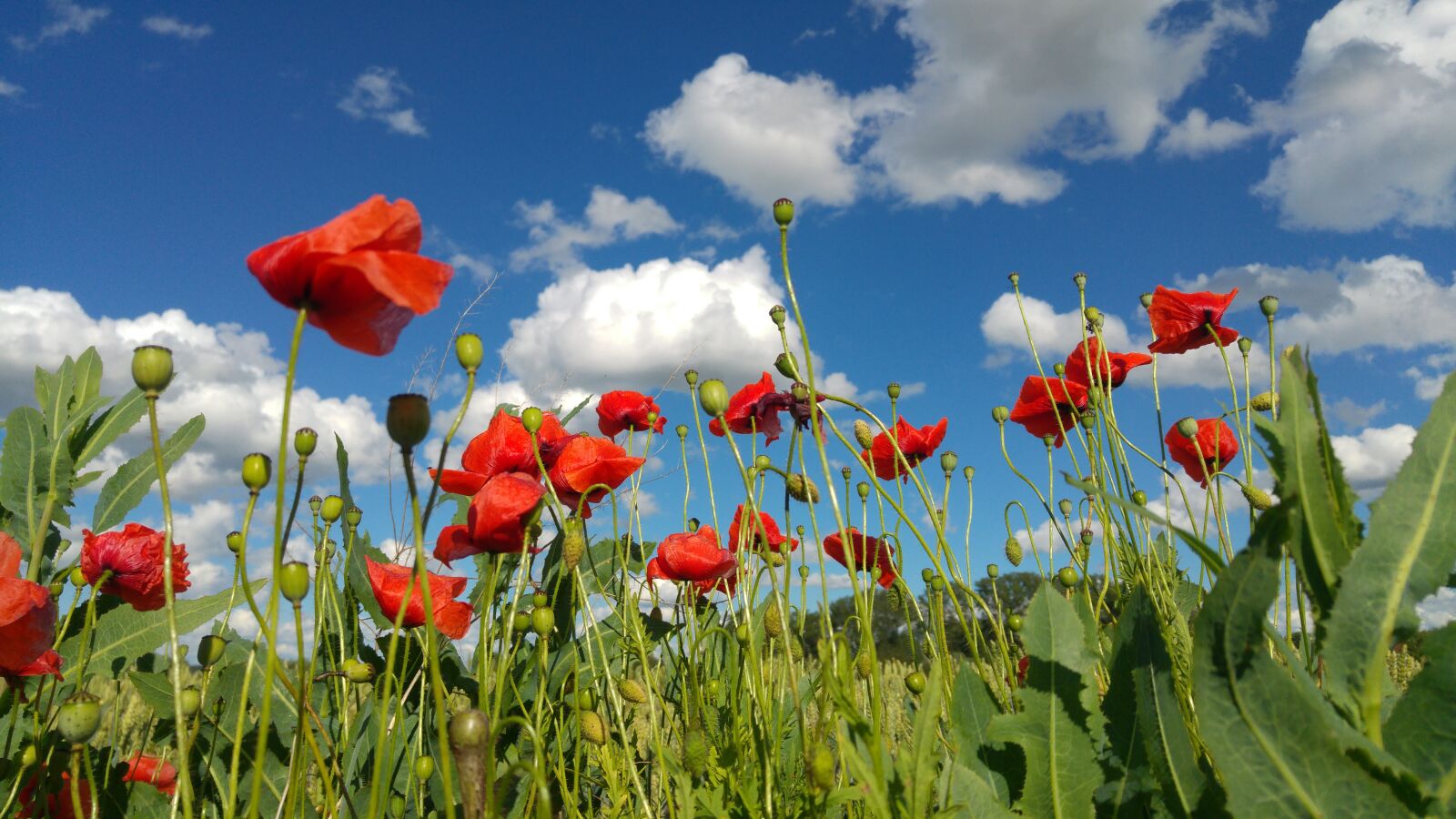 LG G4 sample photo. Summer, sky, poppy photography