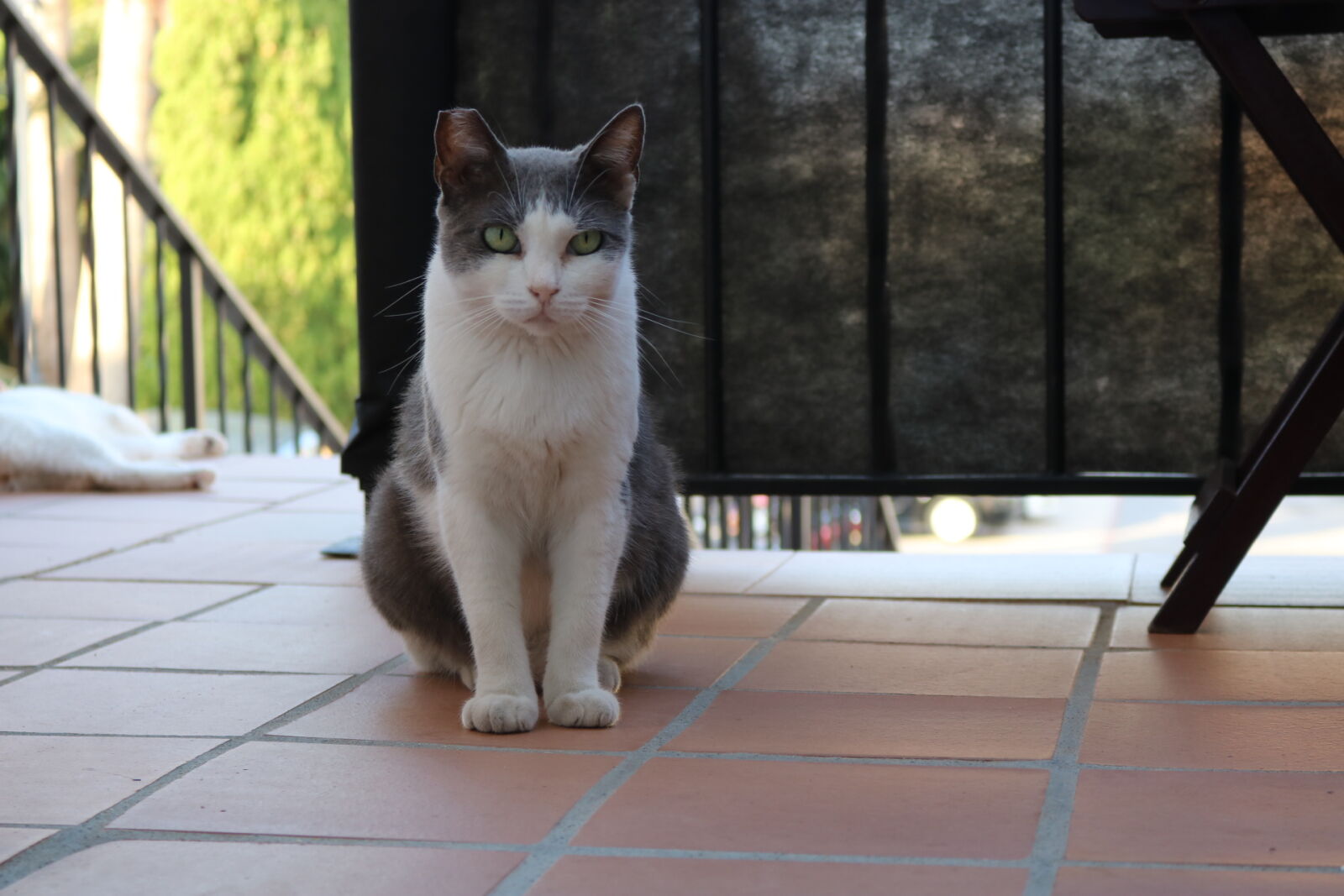 Canon EOS 750D (EOS Rebel T6i / EOS Kiss X8i) sample photo. Animal, animal, photography, cat photography