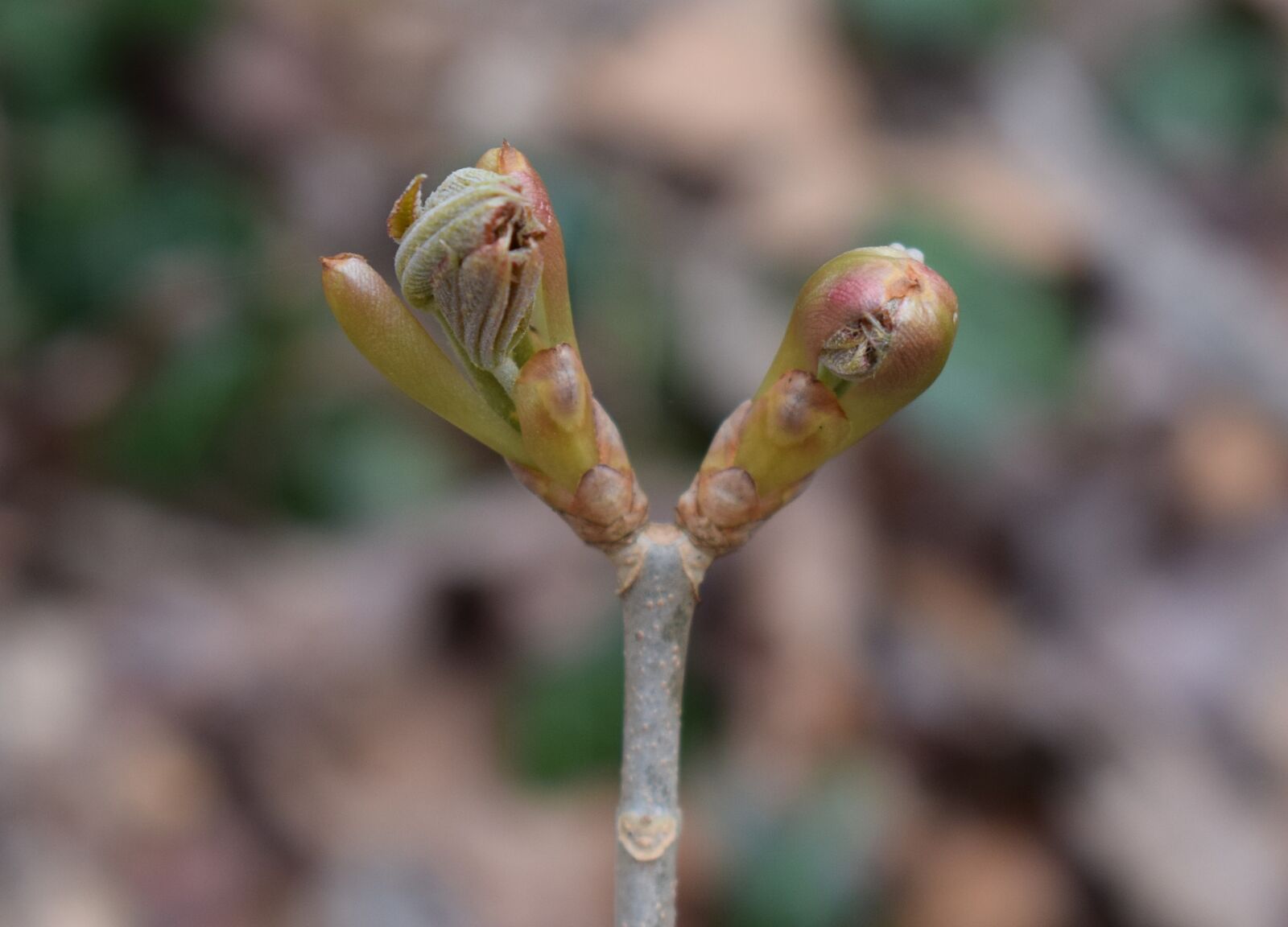 Nikon D3300 sample photo. Japanese chestnut leaves opening photography