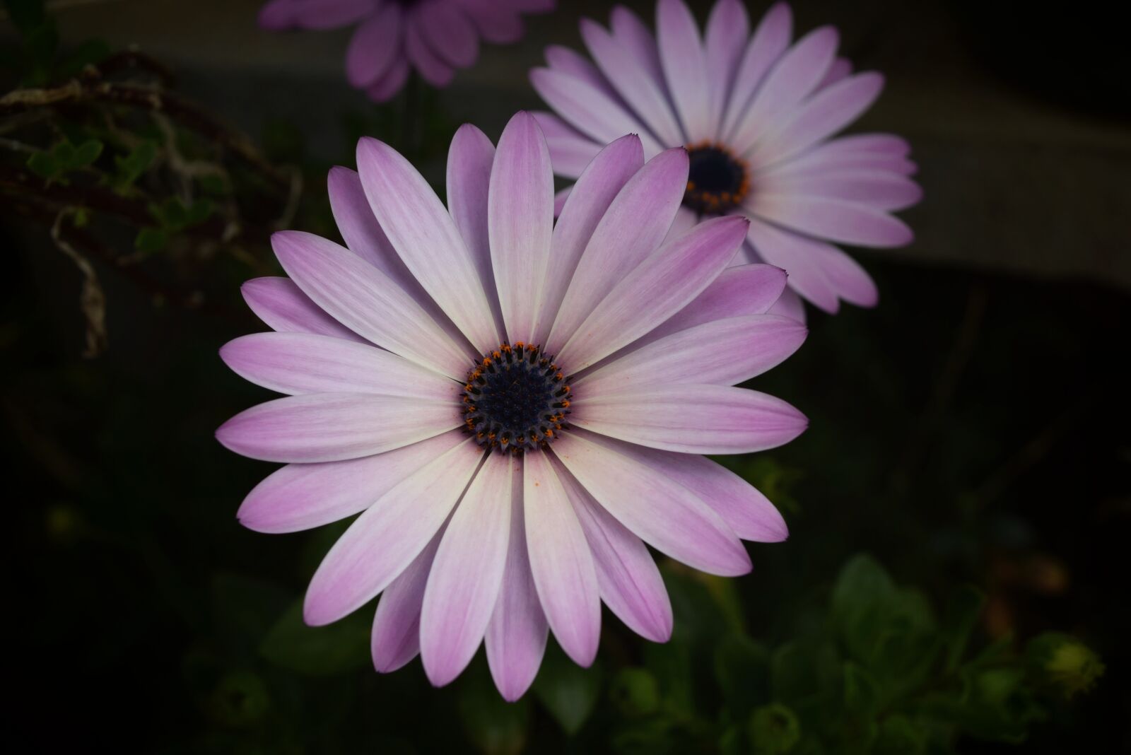Nikon D3300 sample photo. Flower, nature, flora photography