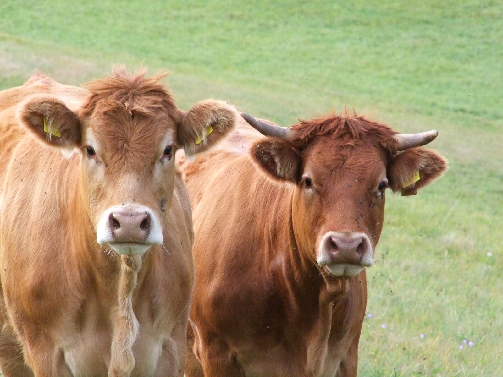 Fujifilm FinePix S100fs sample photo. Cow, cows, pasture photography