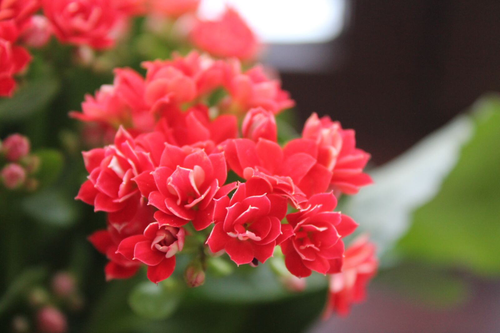 Canon EOS 1100D (EOS Rebel T3 / EOS Kiss X50) sample photo. Red, flowers, summer photography