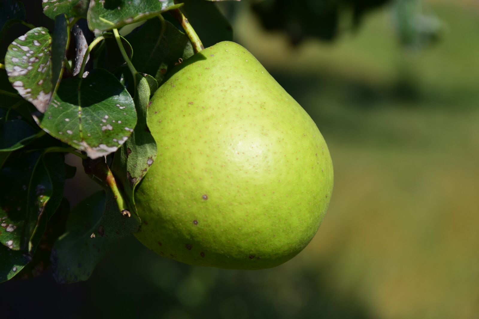 Nikon D3300 sample photo. Pear, fruit, fruits photography