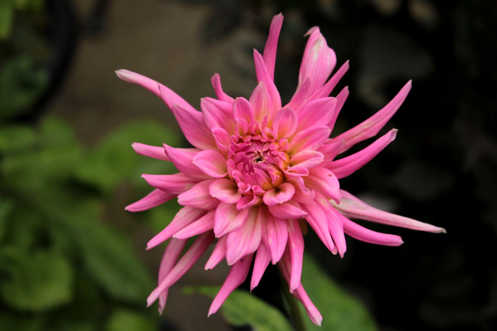 Canon EOS 600D (Rebel EOS T3i / EOS Kiss X5) sample photo. Dahlia, nascent, pink photography