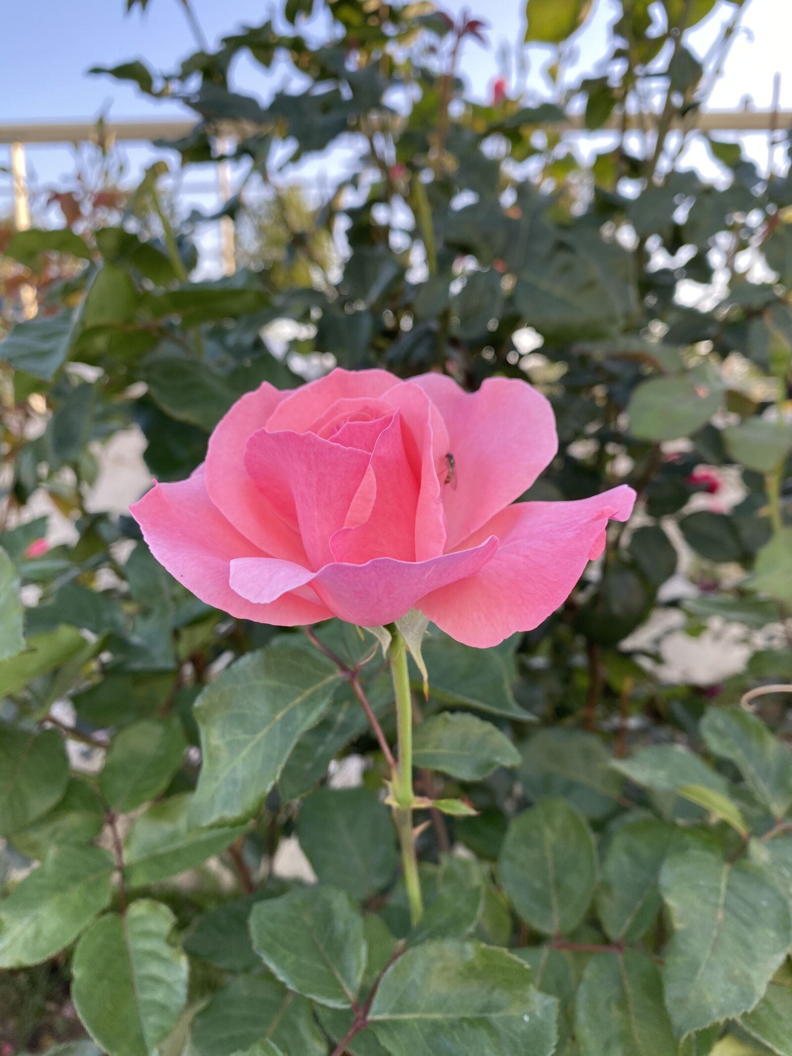 Apple iPhone 11 sample photo. Pink rose, red flower photography