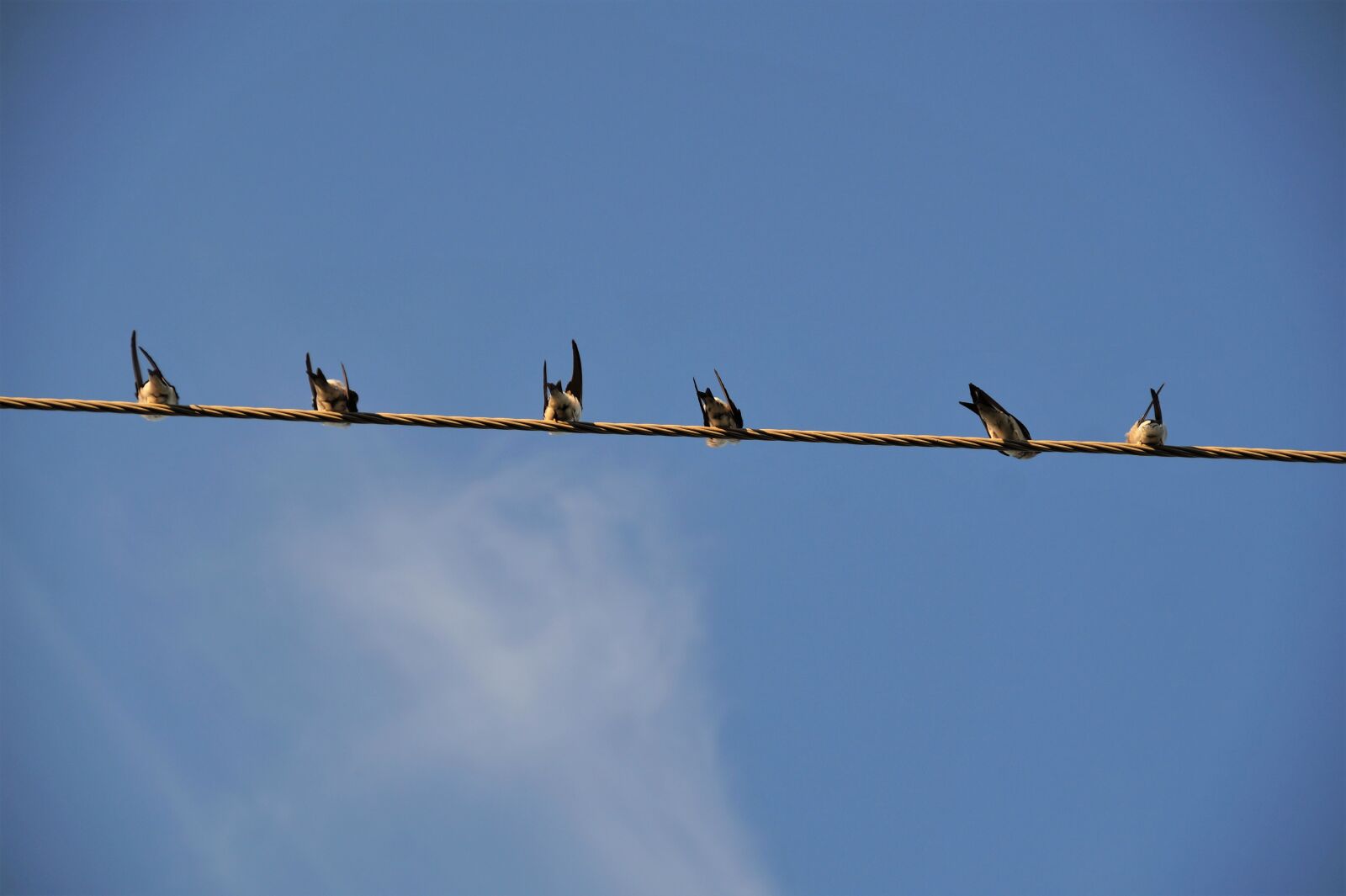 Sony SLT-A58 sample photo. Swallows, cable, wire photography