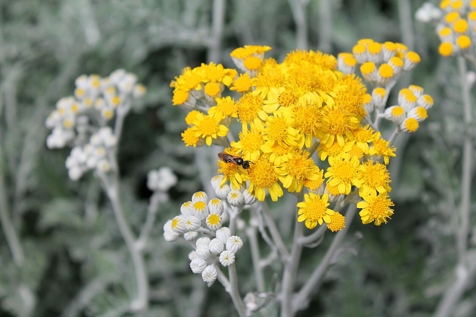 Canon EOS 1100D (EOS Rebel T3 / EOS Kiss X50) sample photo. Sagebrush, the blooming of photography