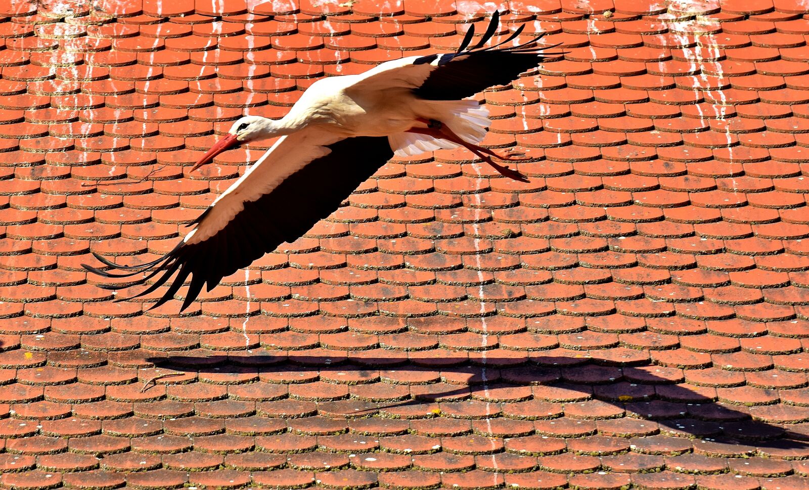 Nikon D7200 sample photo. Stork, bird, flying photography