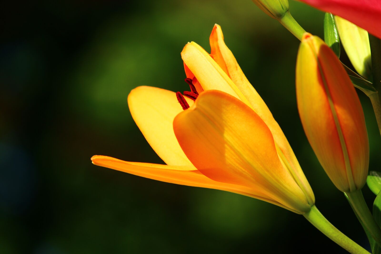 Canon EOS 600D (Rebel EOS T3i / EOS Kiss X5) sample photo. Yellow lilies, konya, lily photography