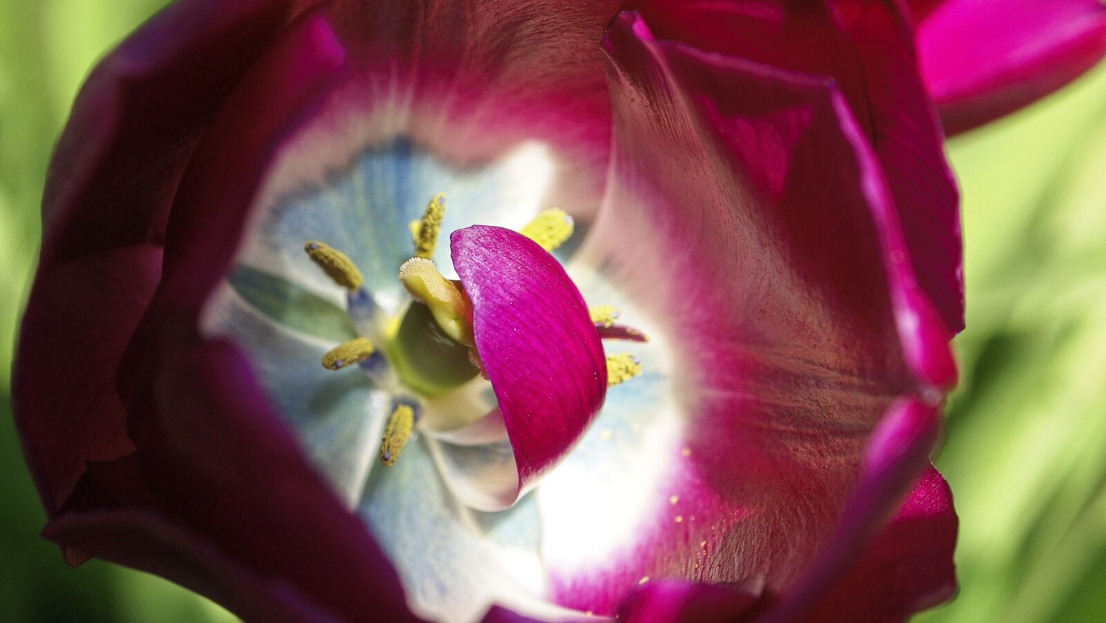 Olympus PEN E-P2 sample photo. Flower, tulip, nice photography