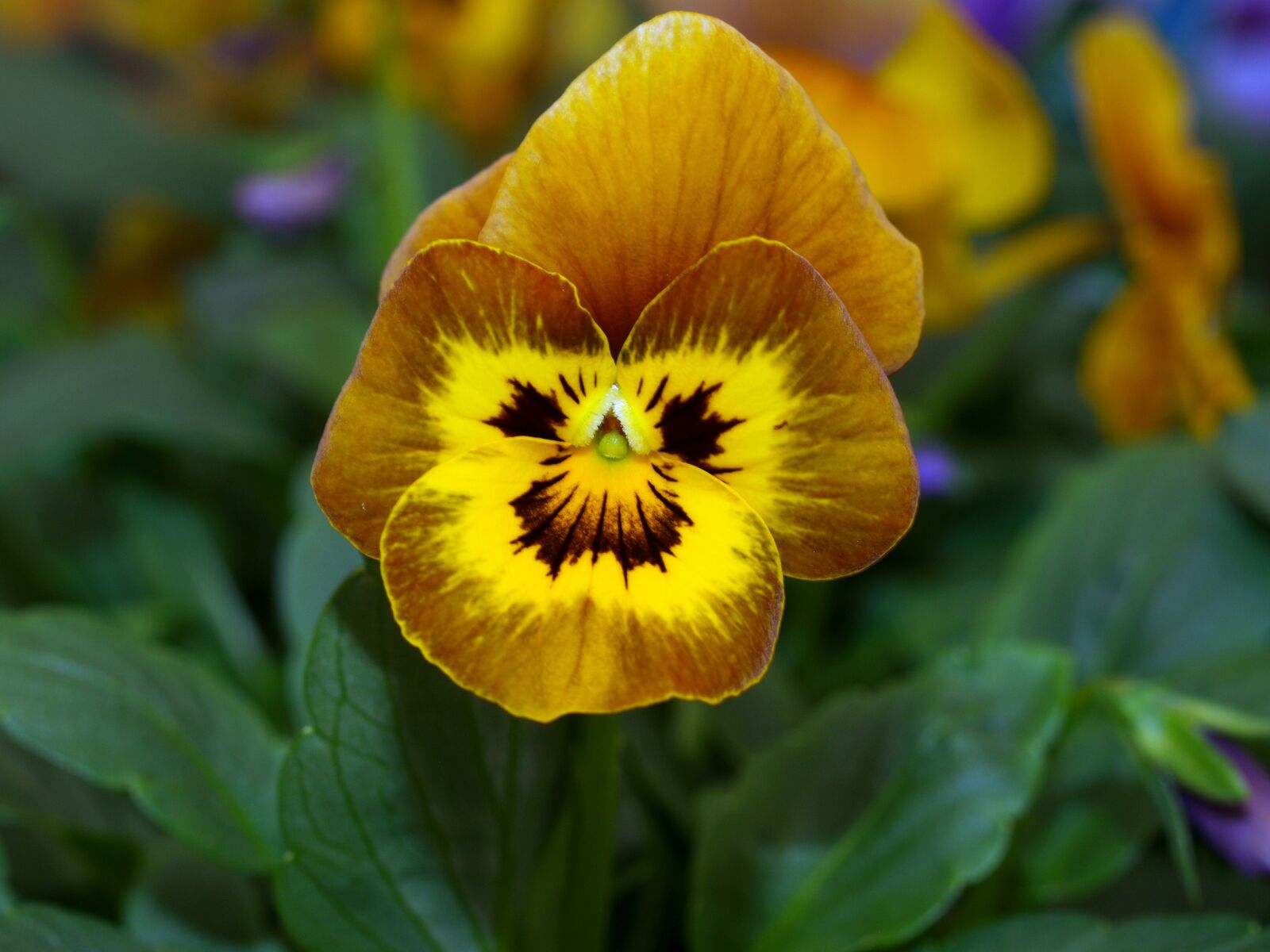 Olympus E-520 (EVOLT E-520) sample photo. Flower, pansy, bloom photography