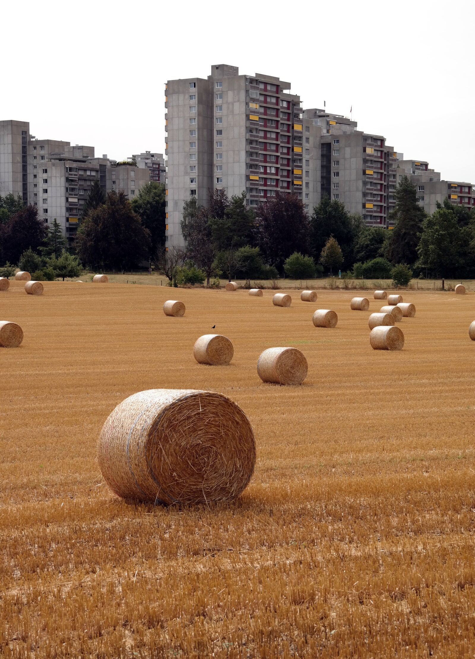 Samsung NX300 sample photo. Bern switzerland, straw bales photography
