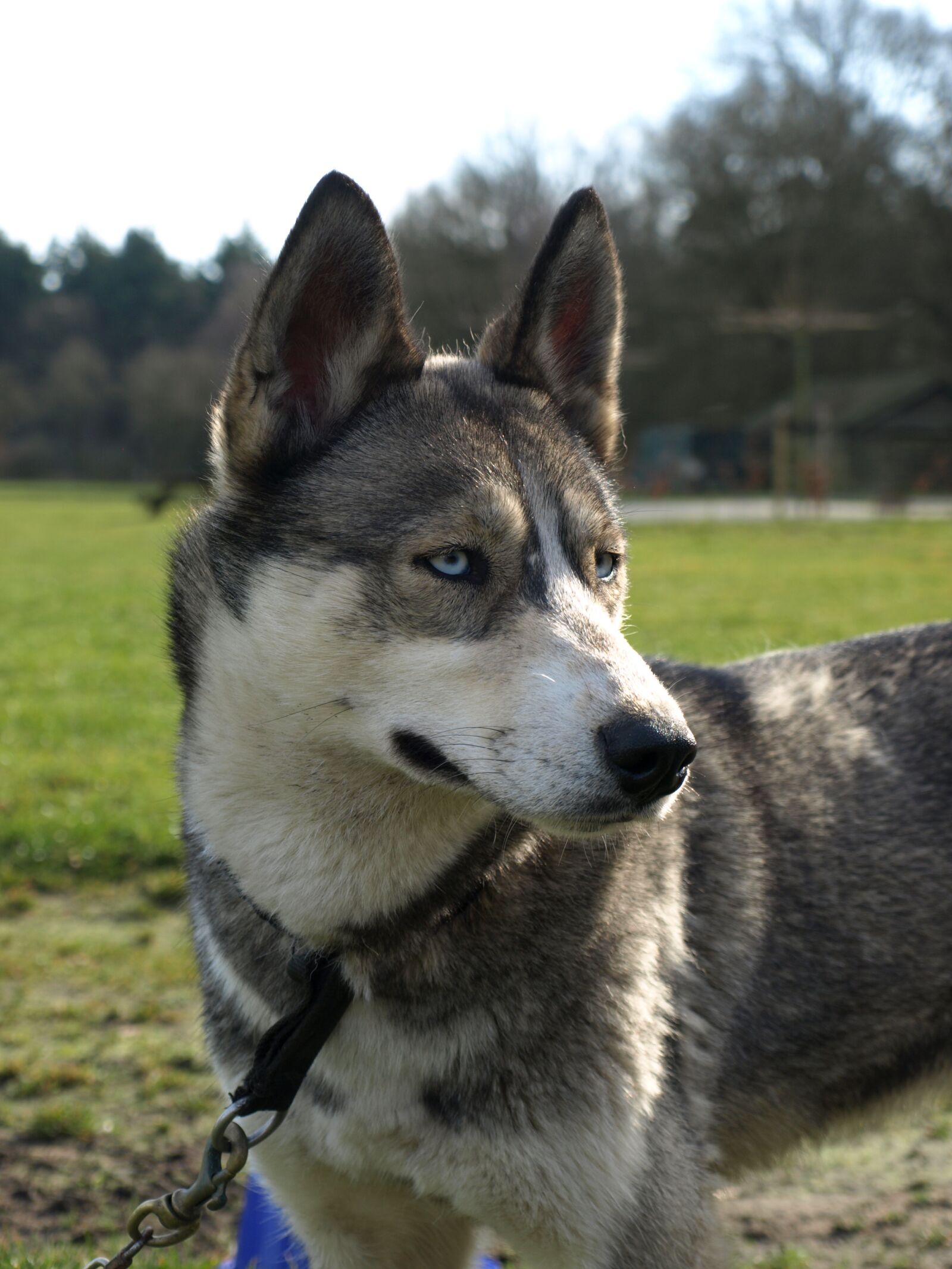 Olympus E-410 (EVOLT E-410) sample photo. Husky, sled dog, portrait photography