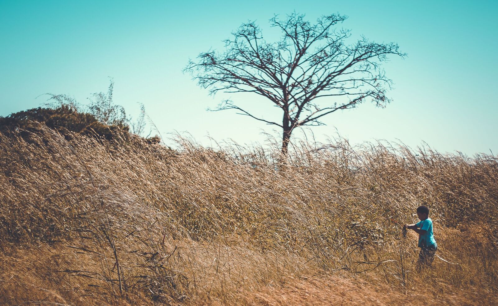Canon EOS 6D + Canon EF 50mm F1.8 STM sample photo. Boy, field, happy photography