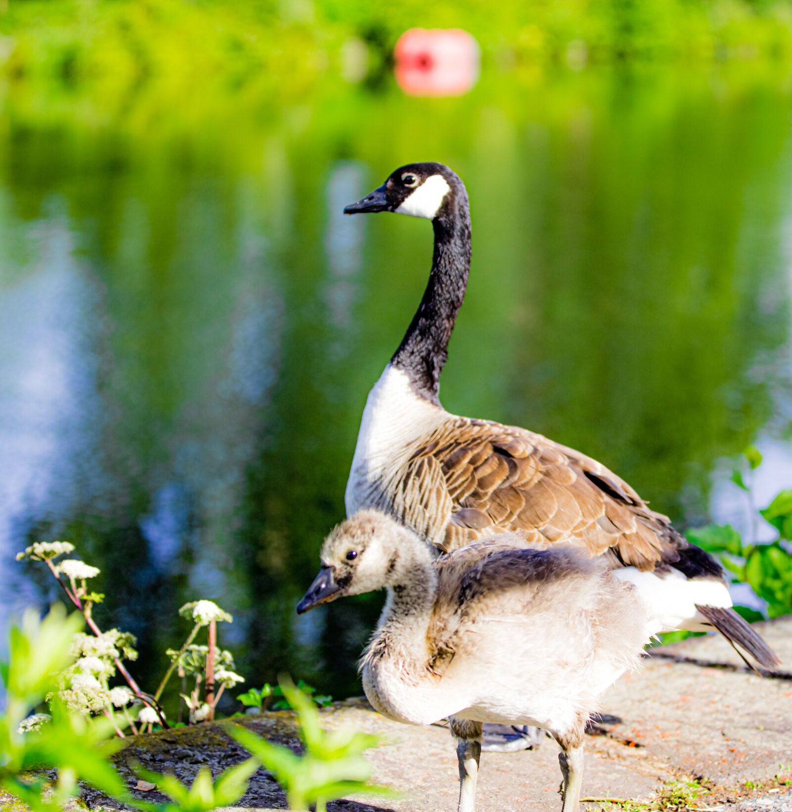 Canon EOS 6D Mark II sample photo. Birds, nature, animals photography