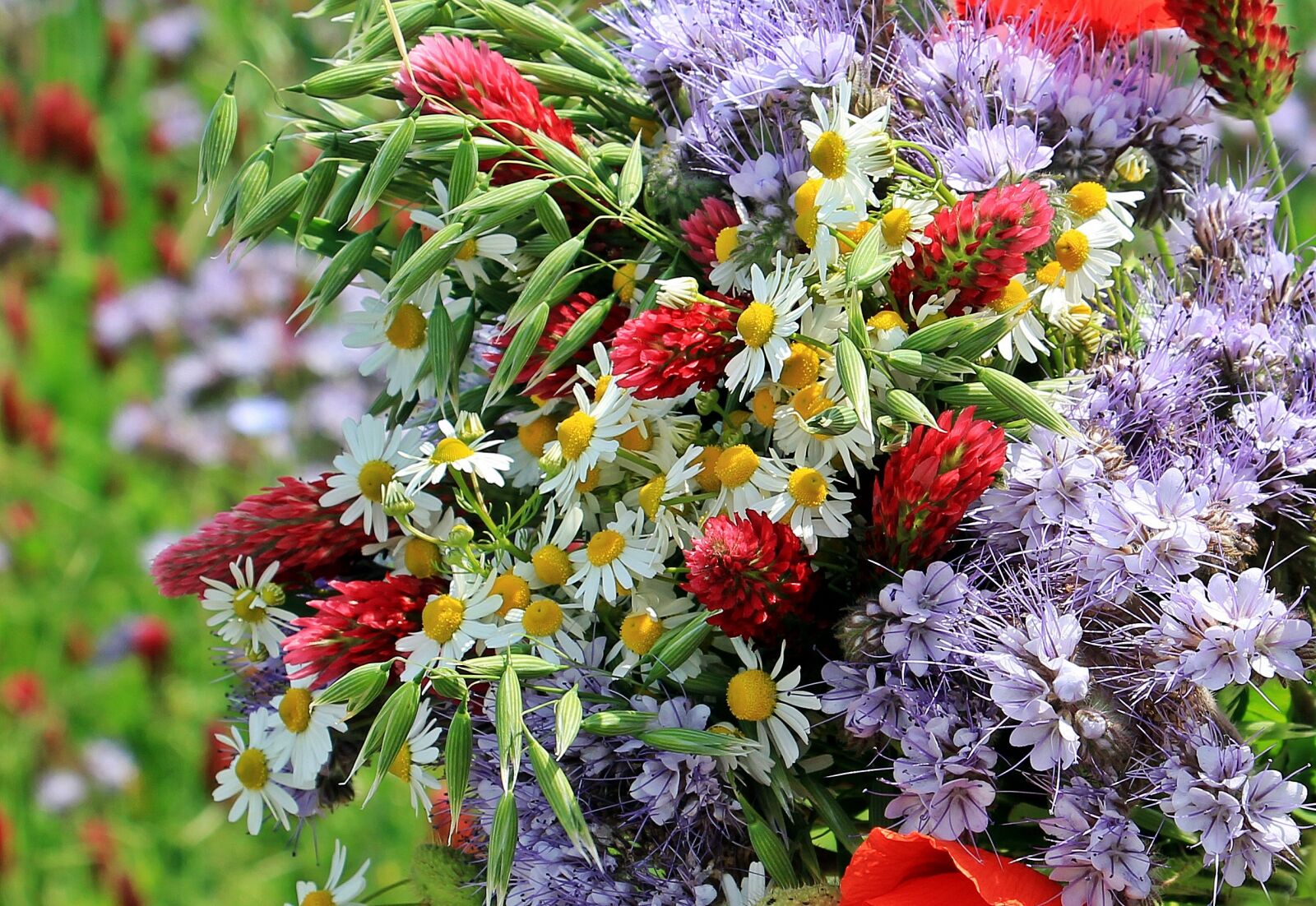 Canon EOS 550D (EOS Rebel T2i / EOS Kiss X4) sample photo. Wild flowers, wild bouquet photography