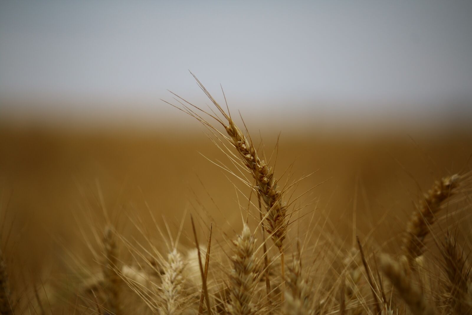 Canon EF-S 55-250mm F4-5.6 IS II sample photo. Wheat, fields, wheat fields photography