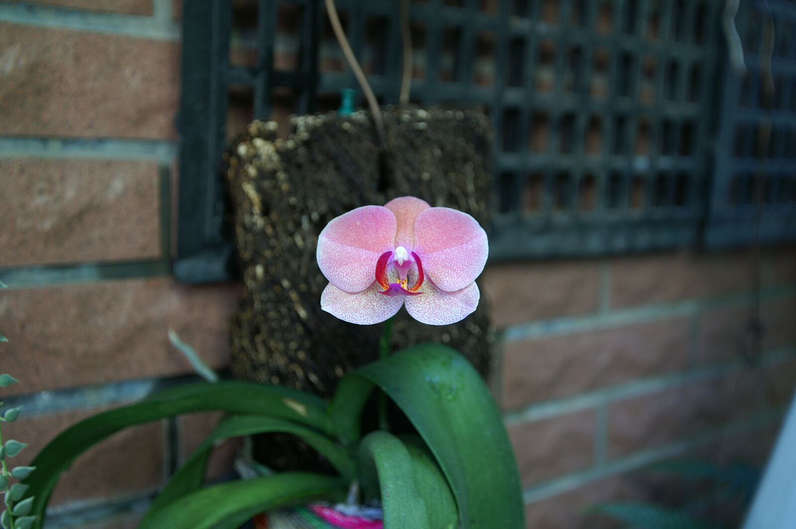 KONICA MINOLTA ALPHA-7 DIGITAL sample photo