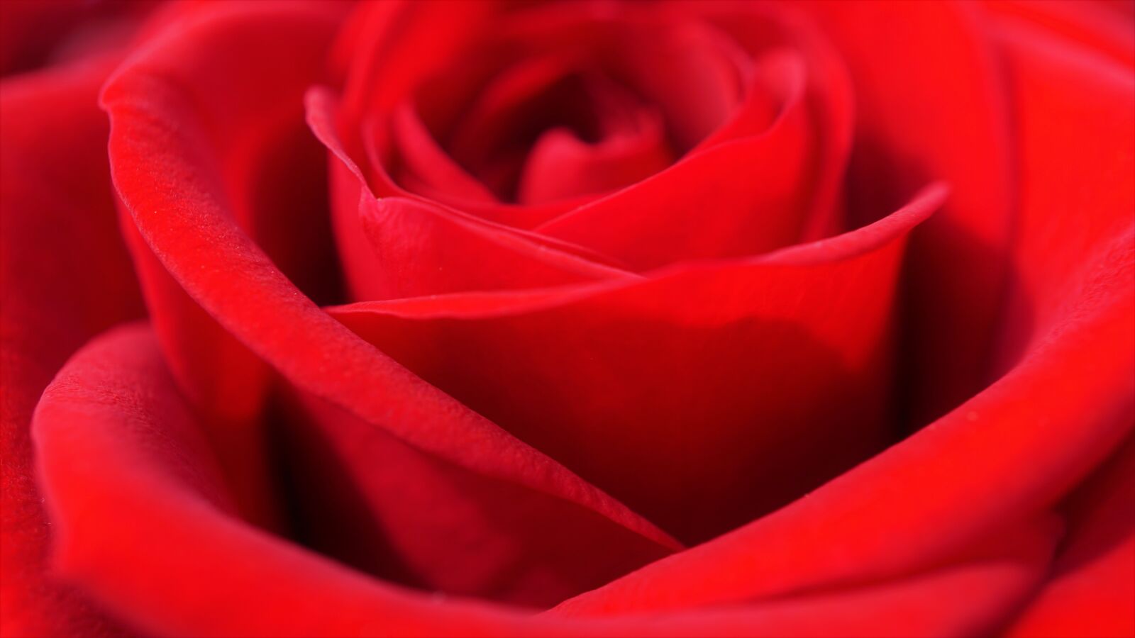 Sony a6000 + Sony E 30mm F3.5 Macro sample photo. Red rose, petals, rose photography
