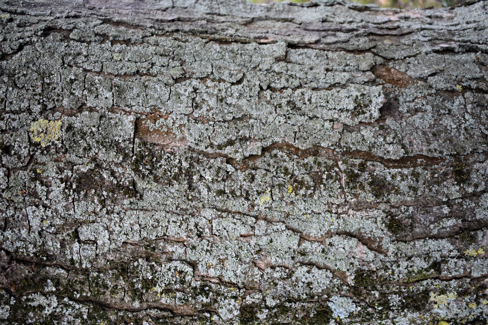 Nikon D3400 sample photo. Nature, trees, wood photography