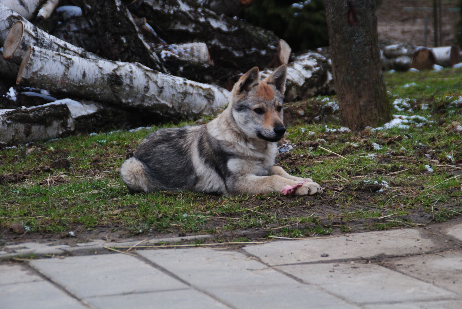 Nikon D3000 sample photo. Dog, lying dog, wolf photography