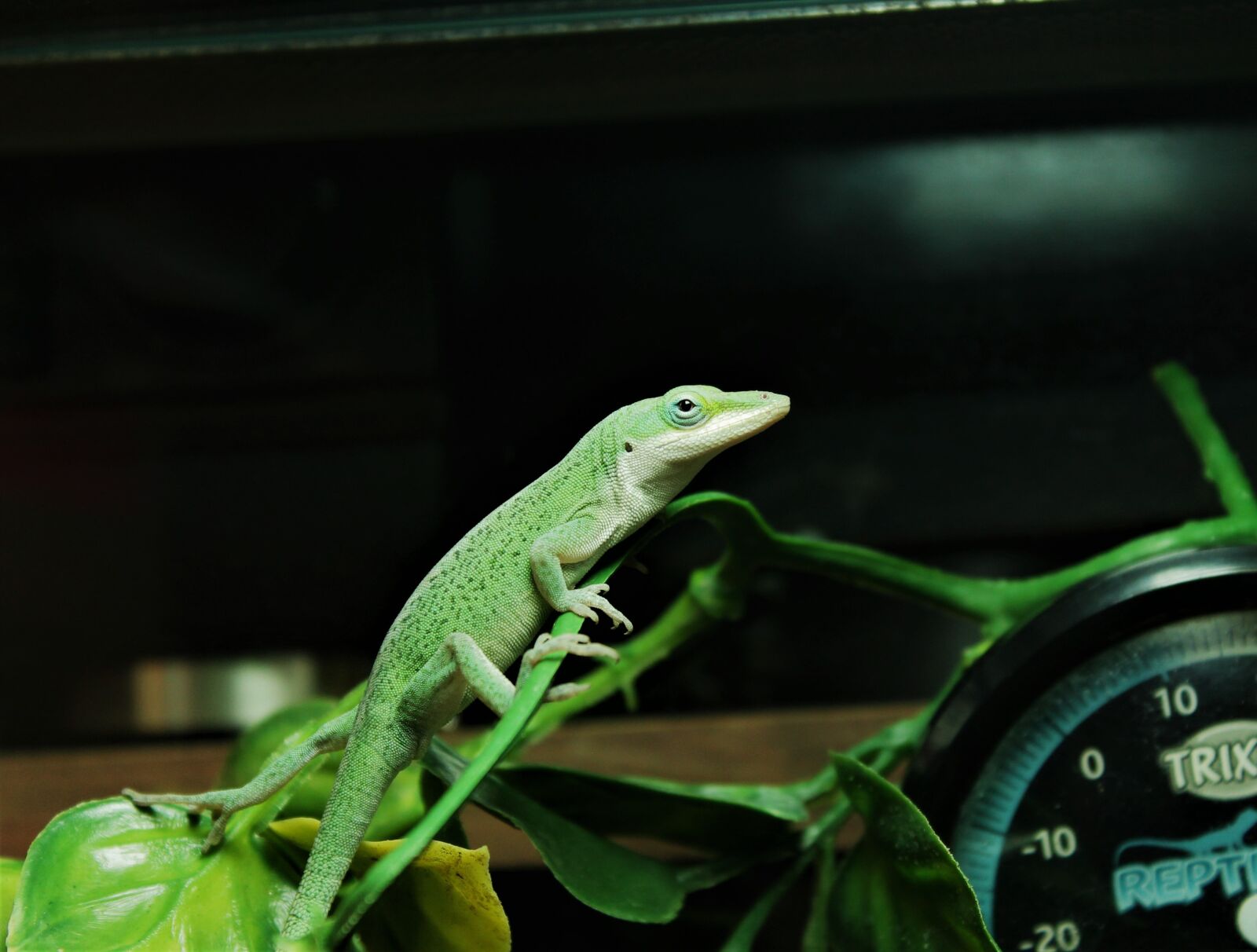 Canon EOS 1100D (EOS Rebel T3 / EOS Kiss X50) sample photo. Carolina anole, lizard, terrarium photography