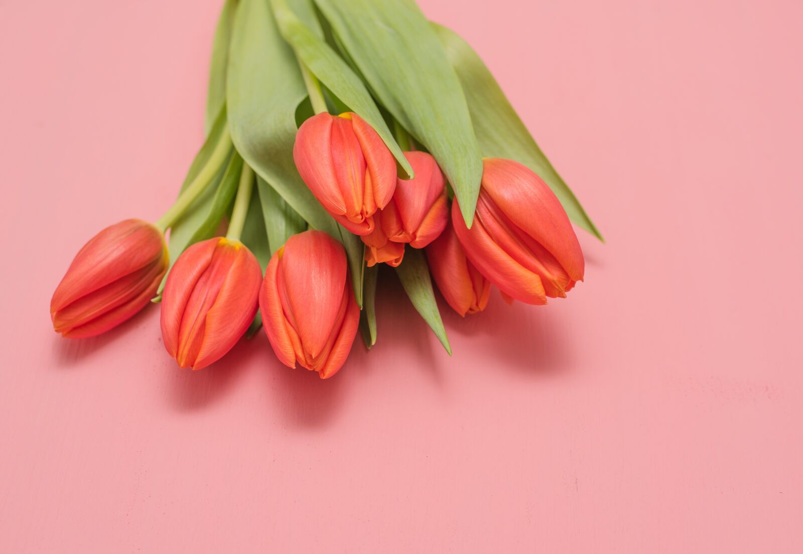 Nikon D750 sample photo. Flower, nature, tulip photography