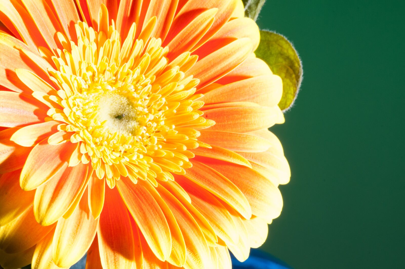 Nikon D300 sample photo. Flower, macro, close up photography