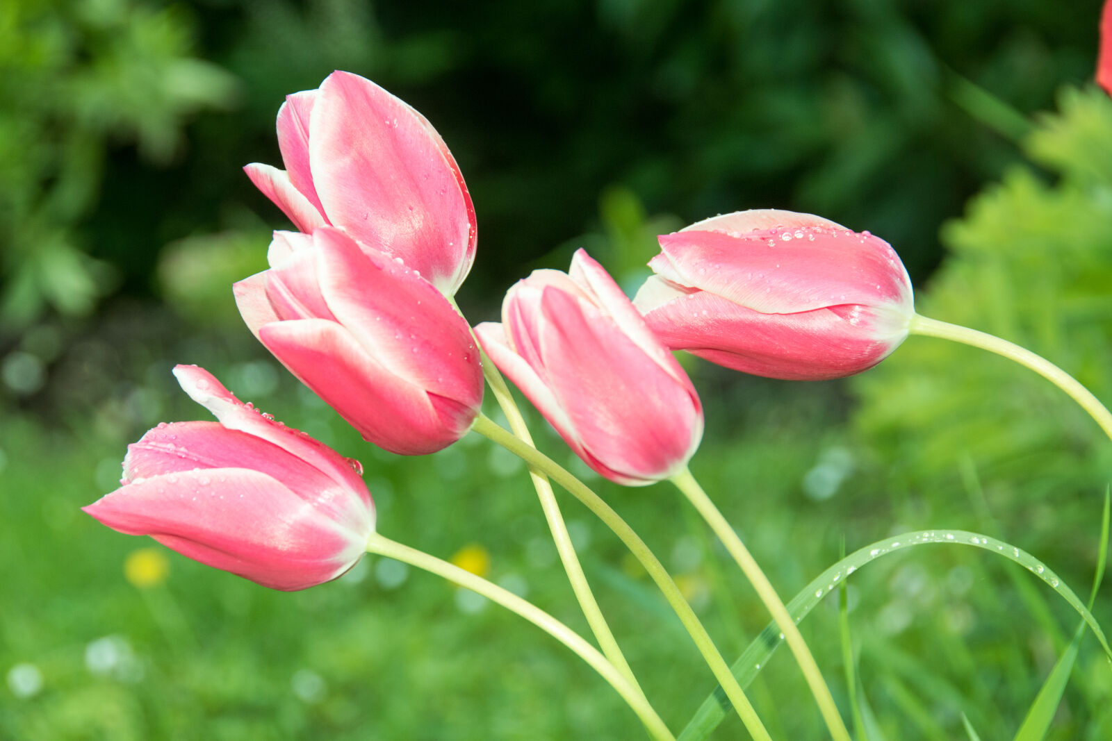 Nikon D5500 sample photo. Garden, pink, summer, tulip photography