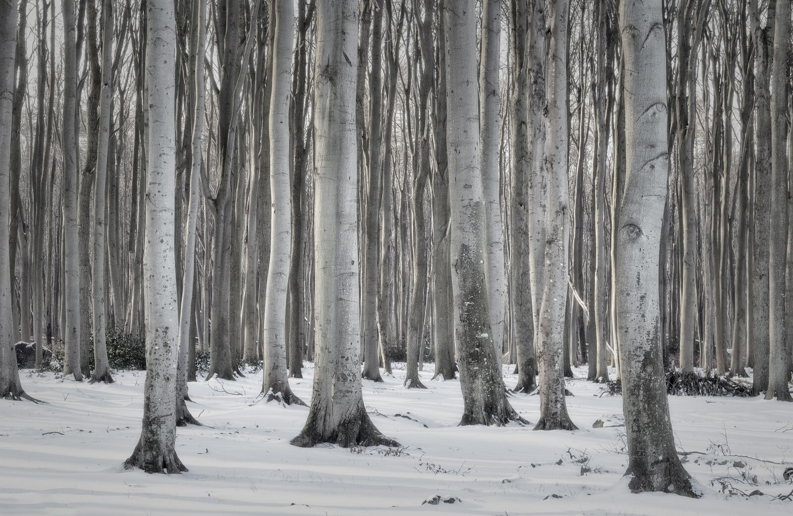 Canon EOS 7D Mark II sample photo. Forest, winter, nature photography