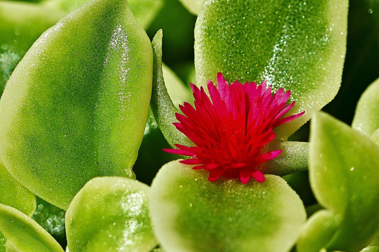 Nikon D5200 sample photo. Succulent, aptenia cordifolia, thick photography