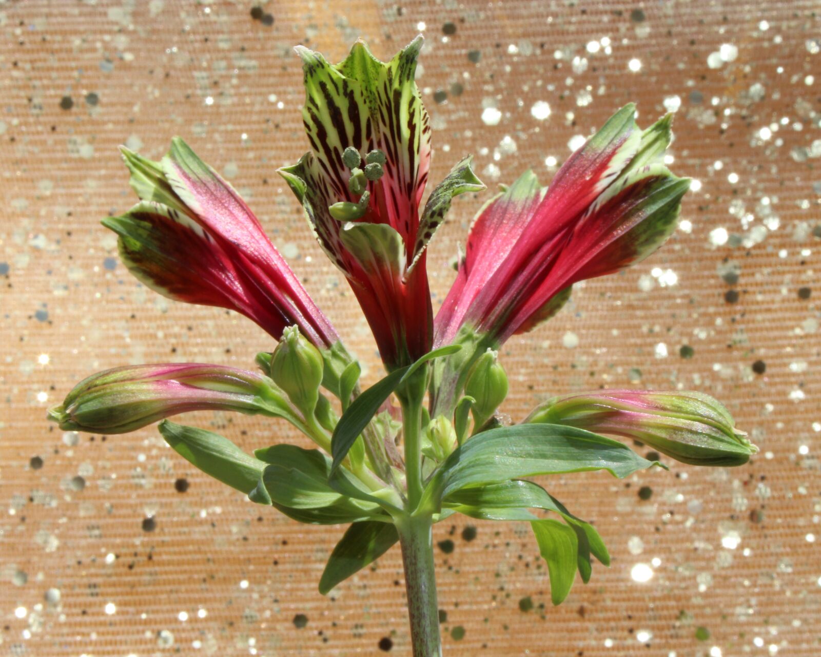Canon EOS 700D (EOS Rebel T5i / EOS Kiss X7i) sample photo. Peruvian lily, lily of photography