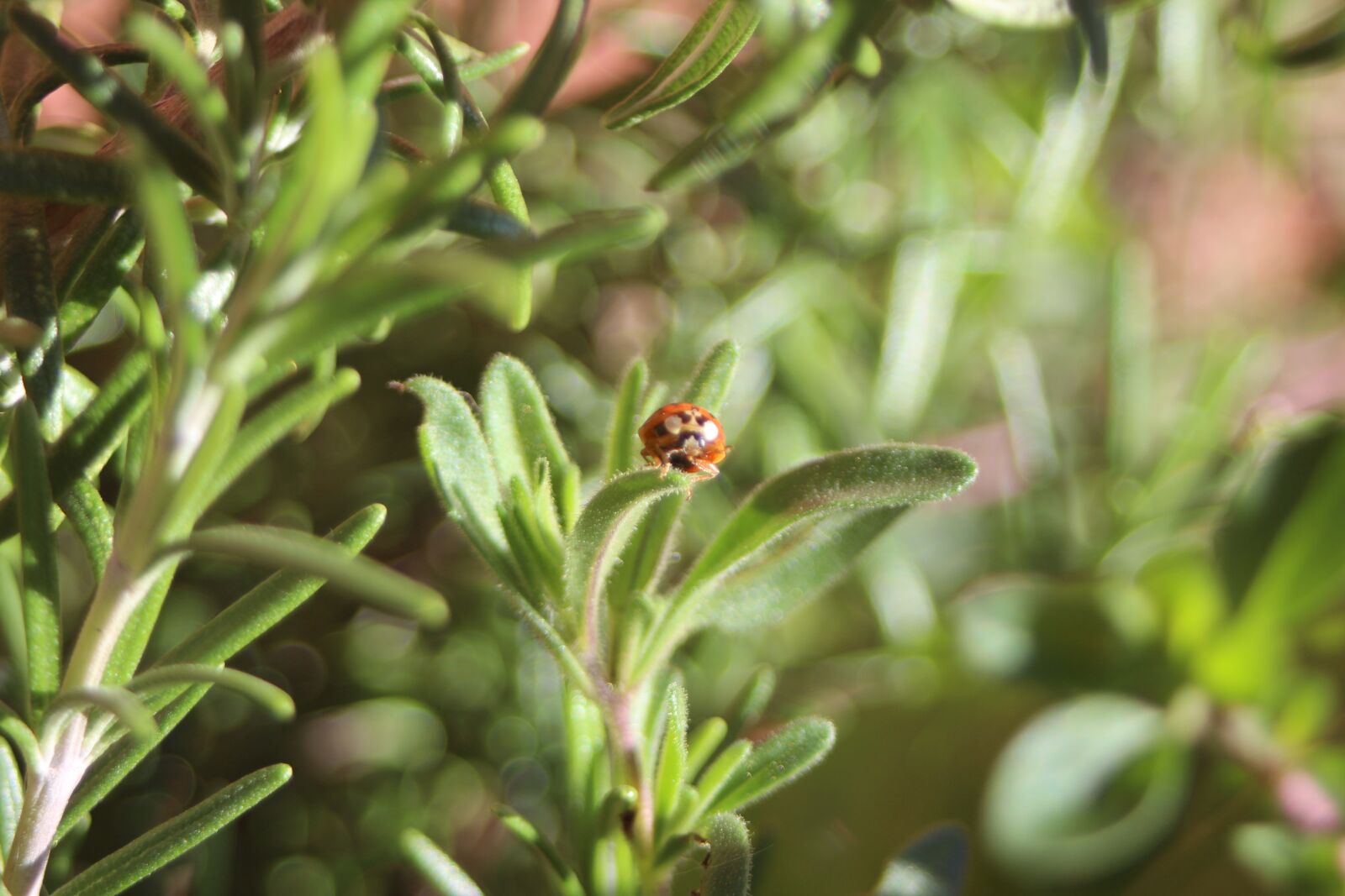 Canon EF 28-80mm f/3.5-5.6 sample photo. Ladybug, green, flowers photography