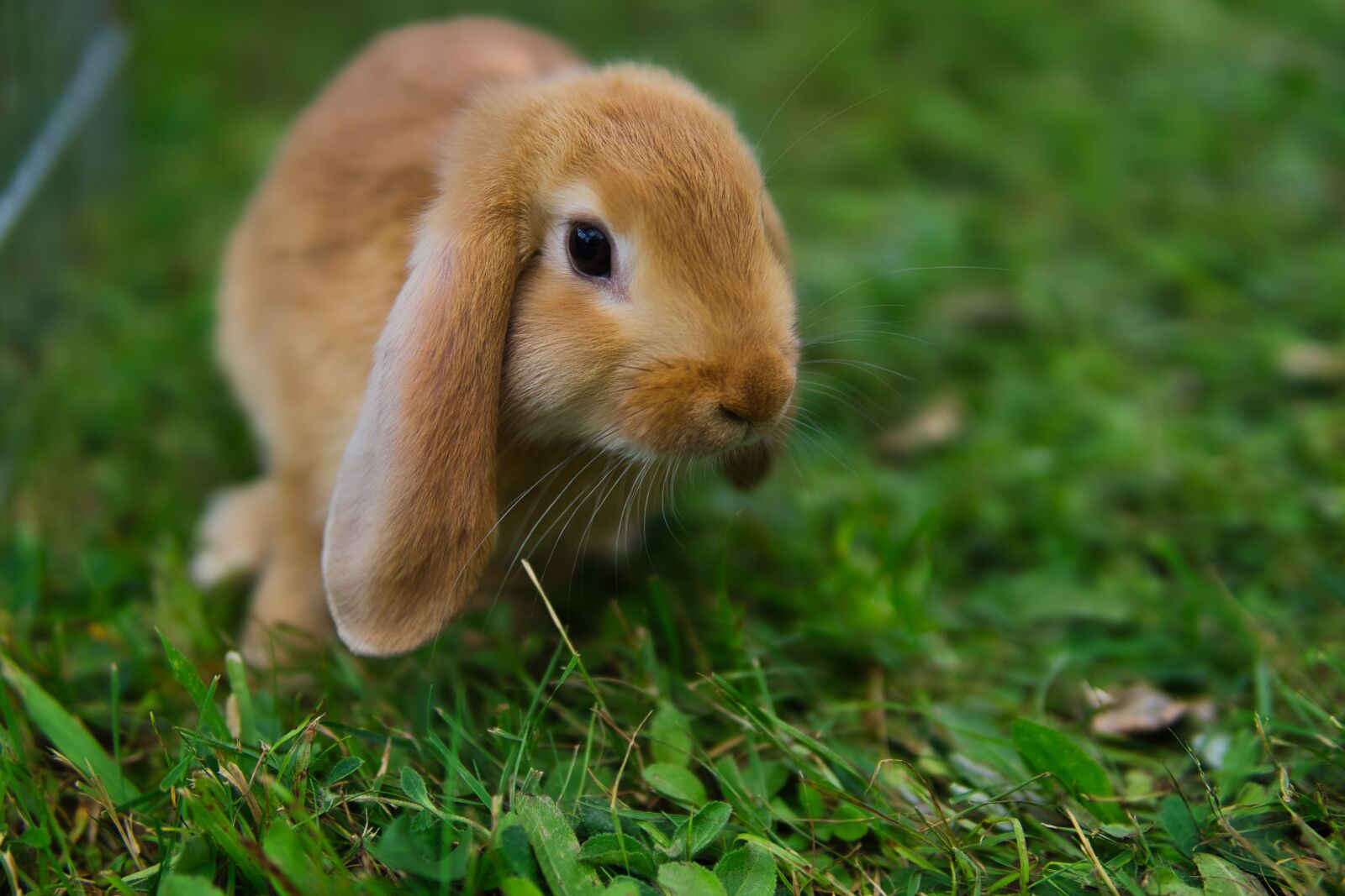 Sony a6000 + 30mm F1.4 DC DN | Contemporary 016 sample photo. Rabbit, bunny, cute photography