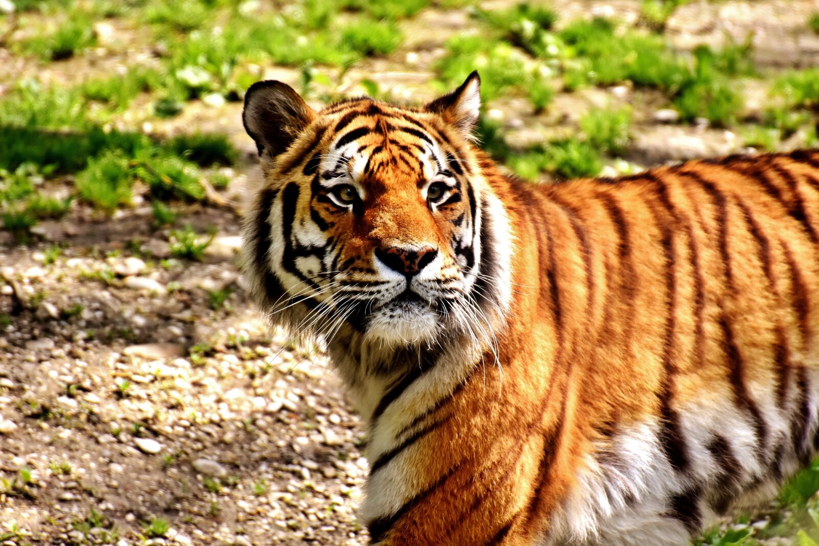 Nikon D7200 sample photo. Tiger, predator, fur photography