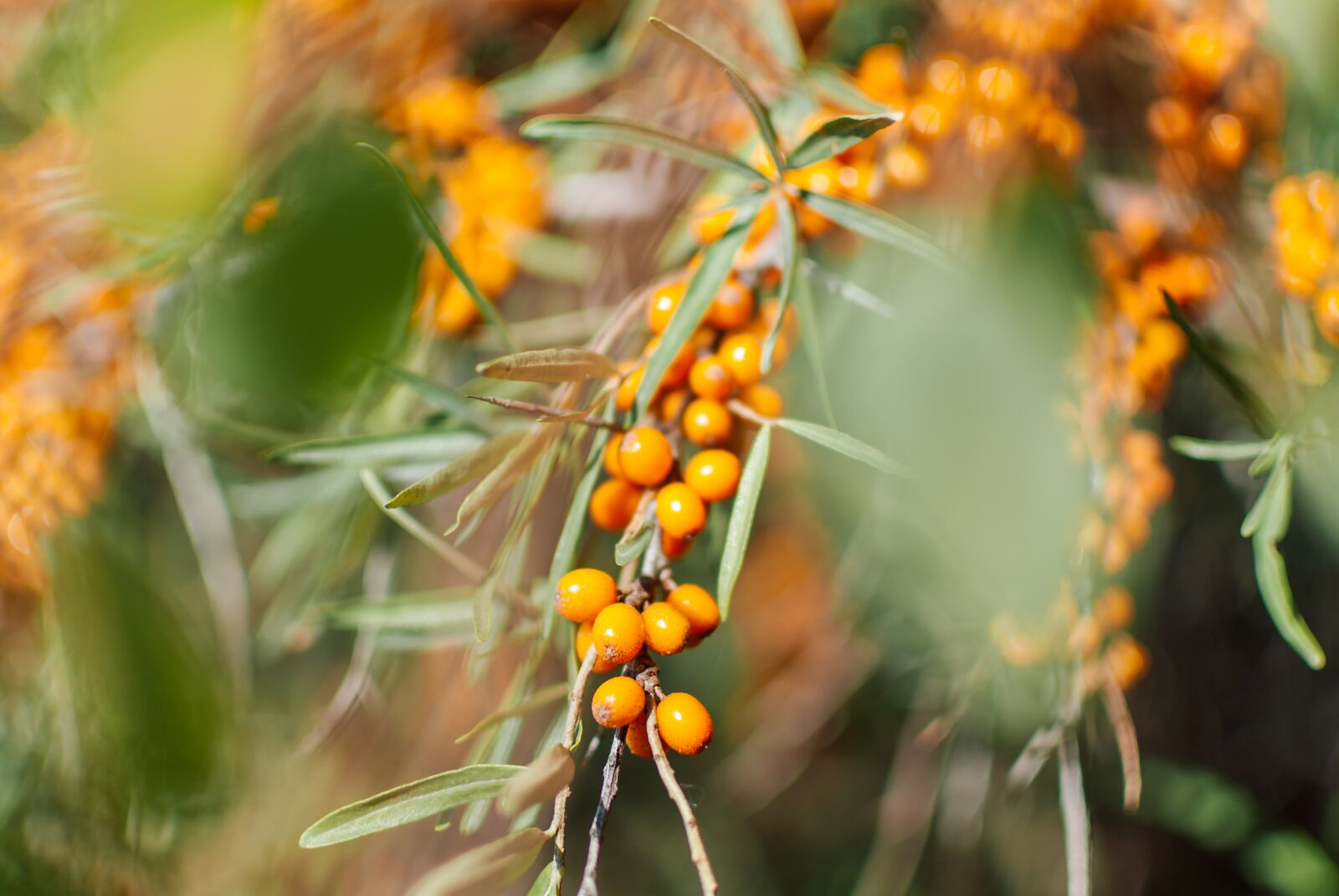 Nikon D200 sample photo. Sea buckthorn, vitamin c photography