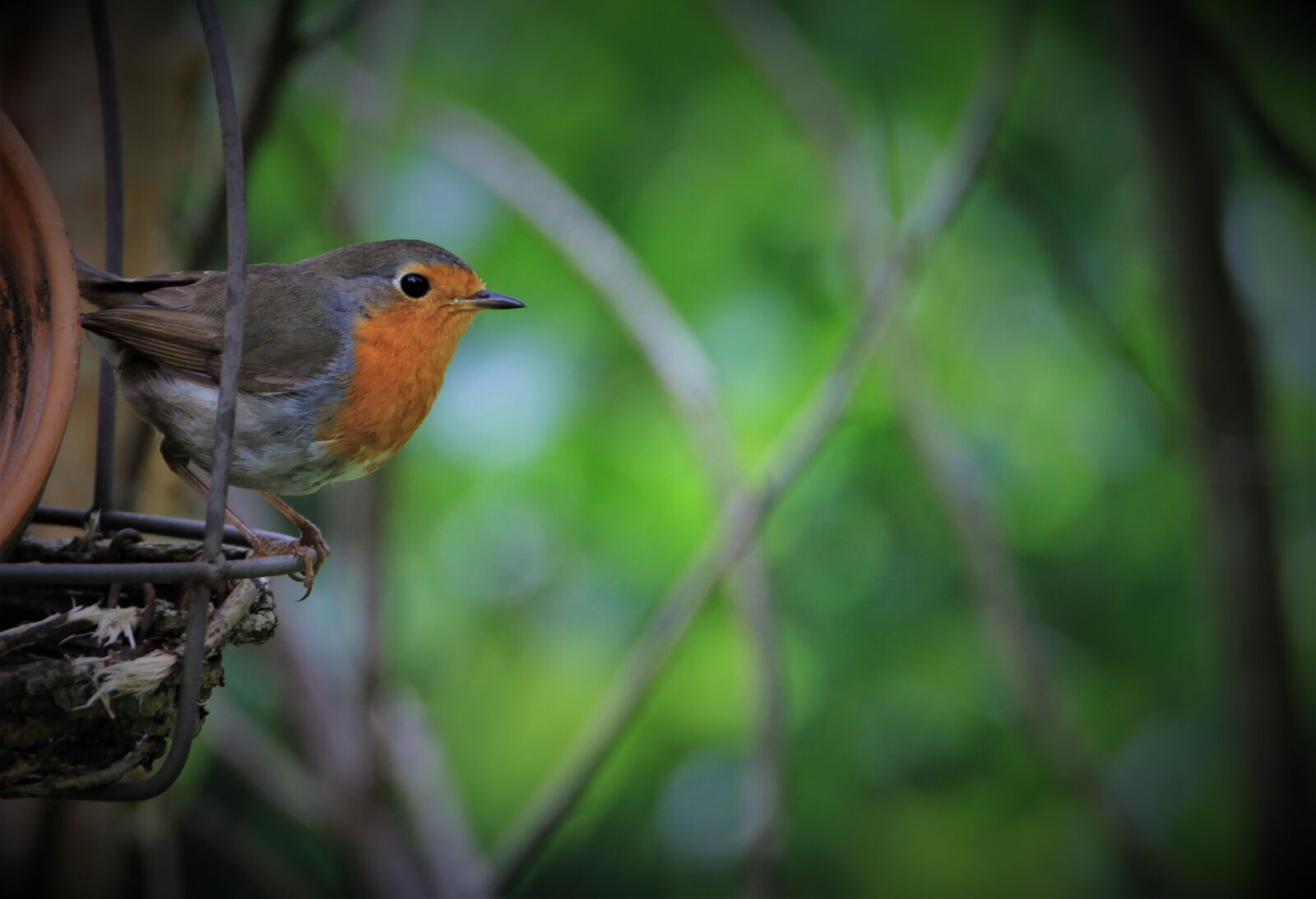 Tamron SP 150-600mm F5-6.3 Di VC USD sample photo. Robin, songbird, bird photography