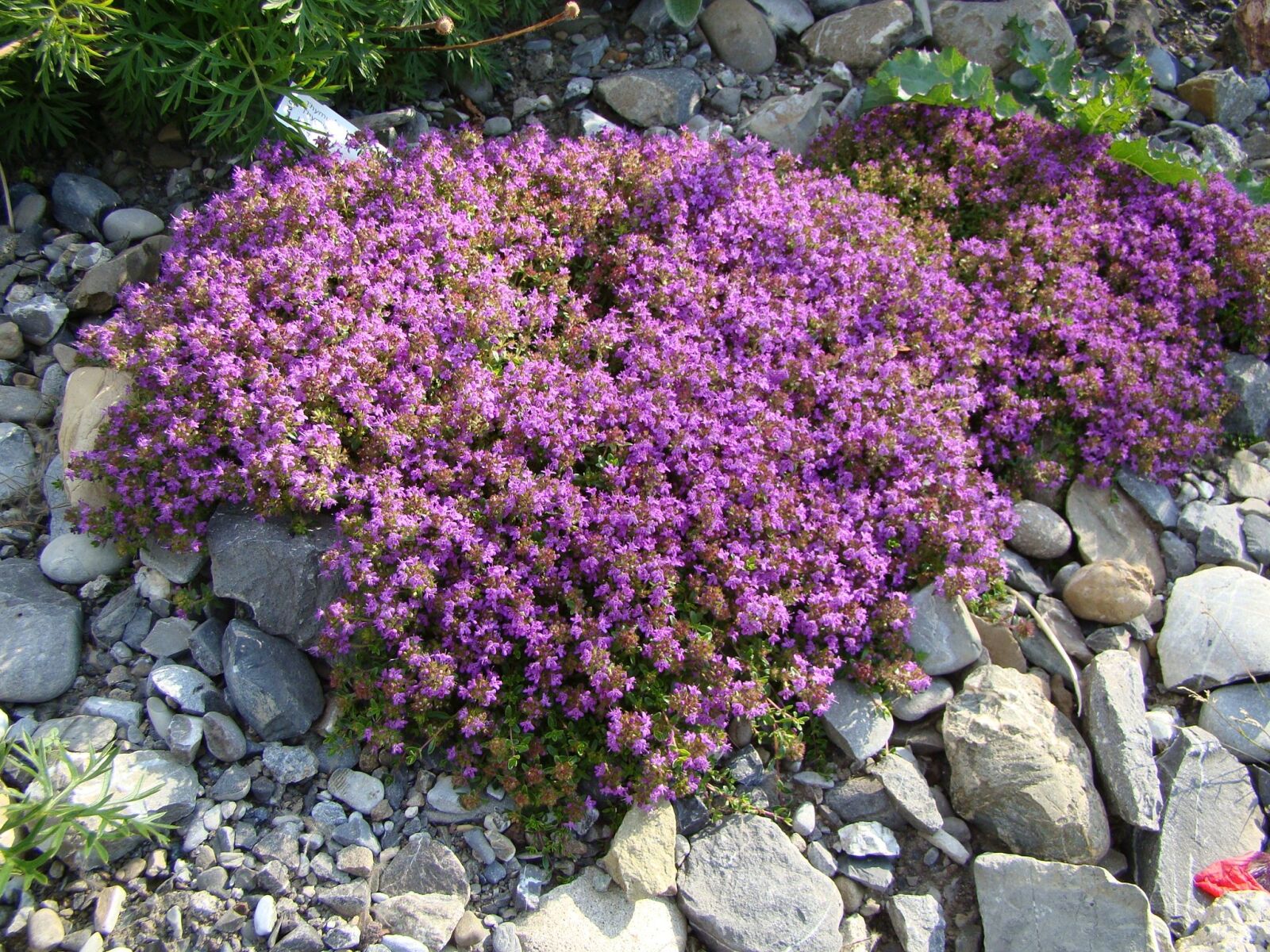 Sony Cyber-shot DSC-H50 sample photo. Thyme, plant, flowers photography