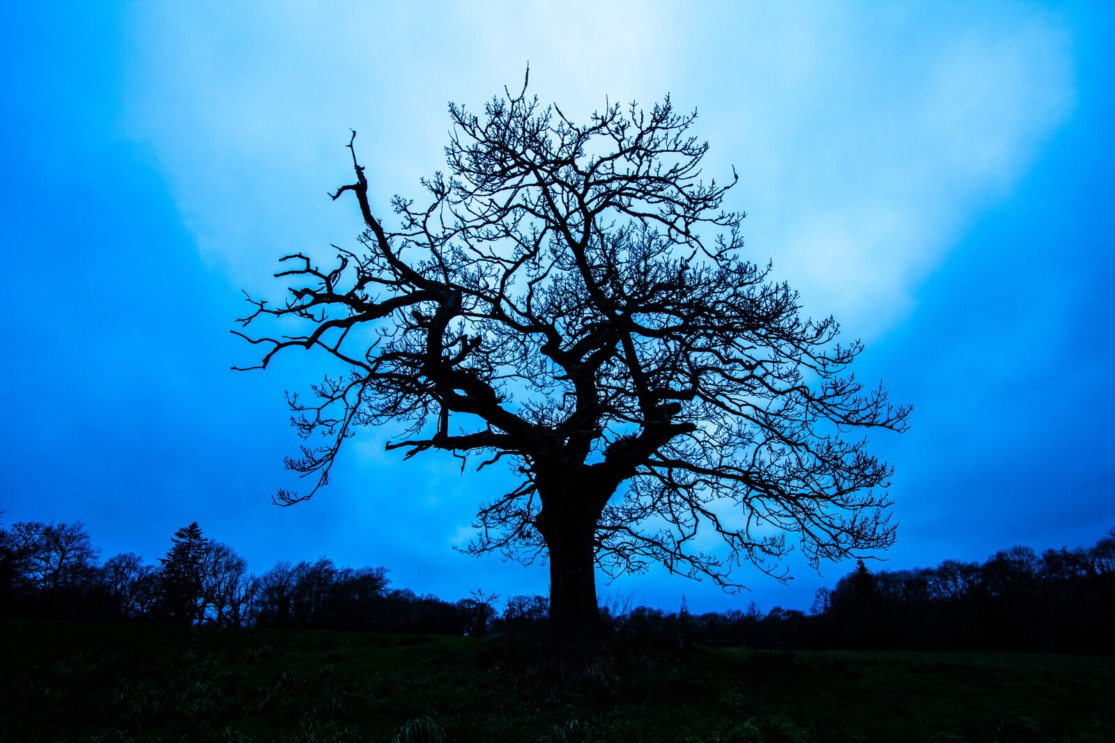 Canon EF-S 10-22mm F3.5-4.5 USM sample photo. Tree, silhouette, in the photography