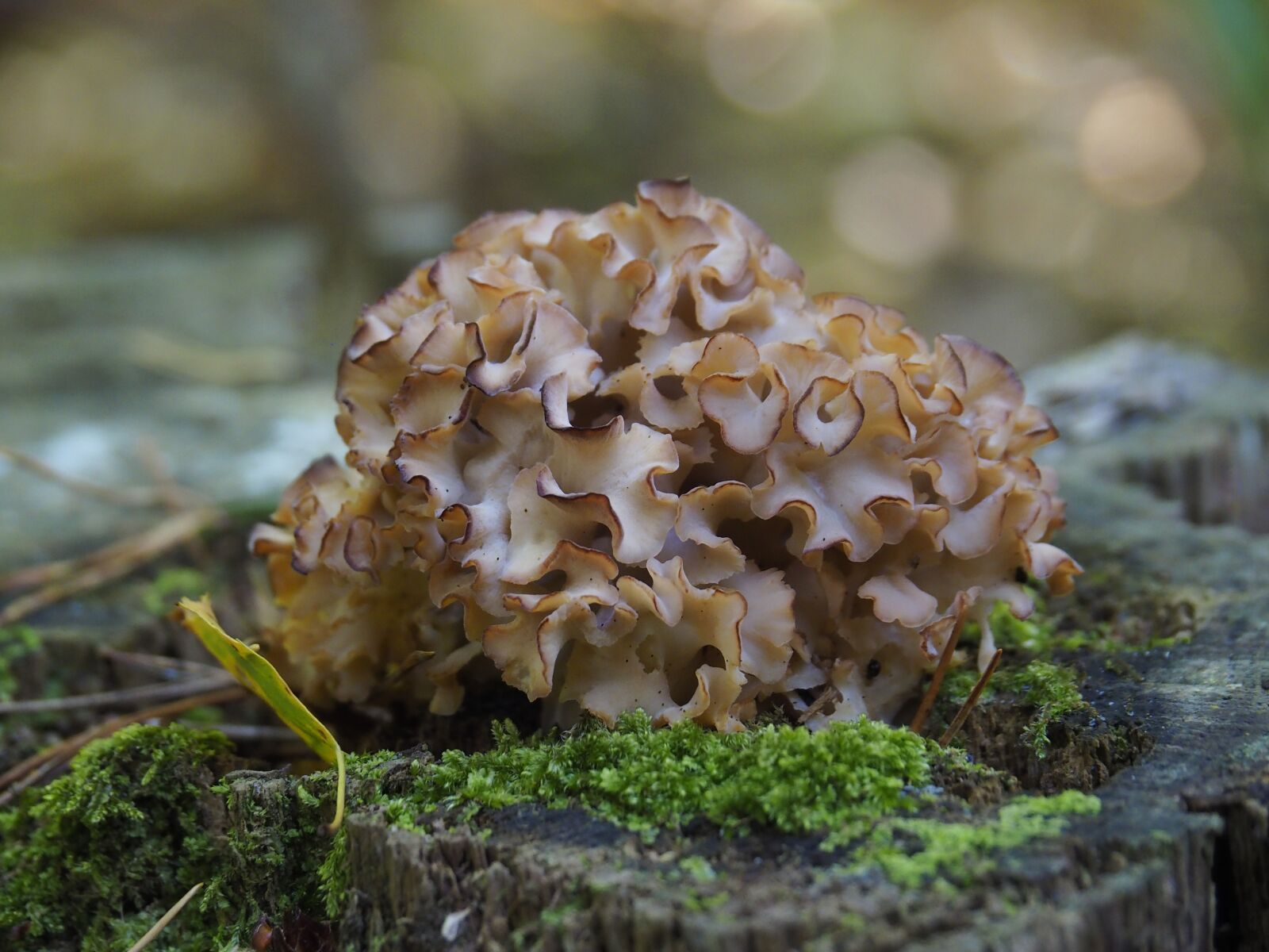 Olympus OM-D E-M10 II sample photo. Nature, agaric, mushrooms photography