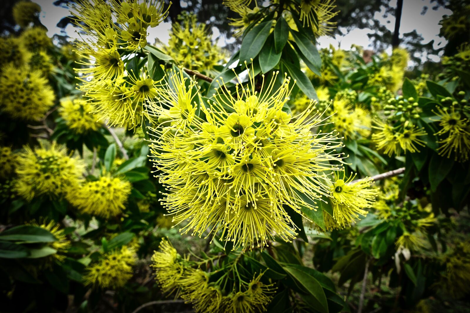 Sony Cyber-shot DSC-RX100 III sample photo. Wattle, bloom, acacia photography