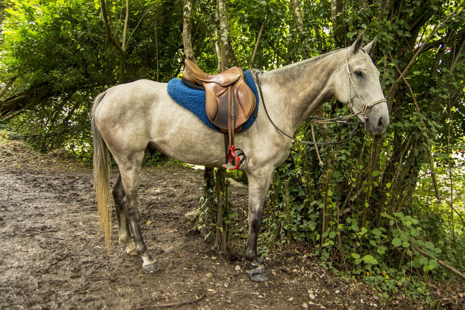 Nikon D7100 sample photo. Horse, horseback riding, animals photography