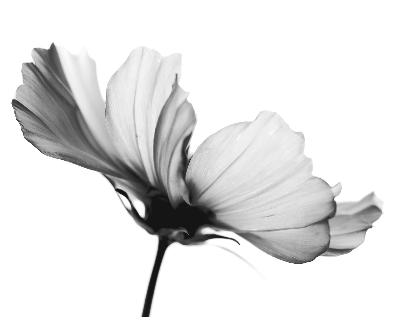 Nikon D5100 sample photo. Flower, petals, stem photography