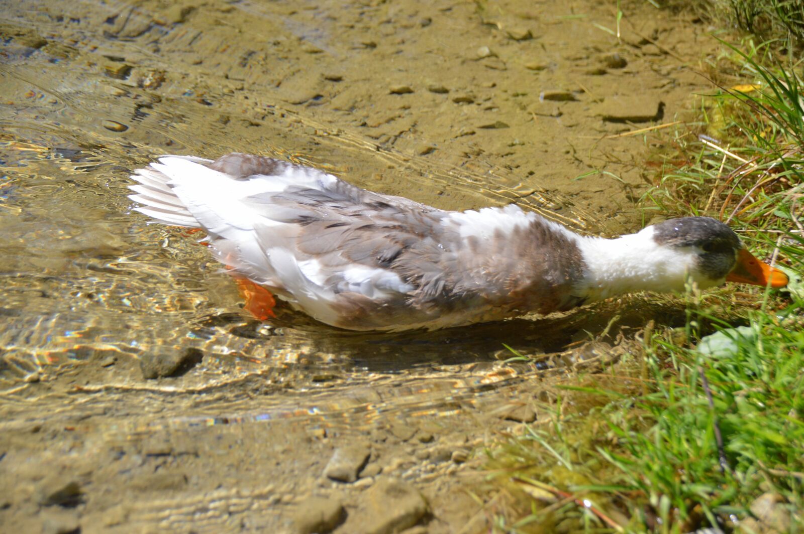 Nikon D3200 sample photo. Duck, lakeside, water bird photography