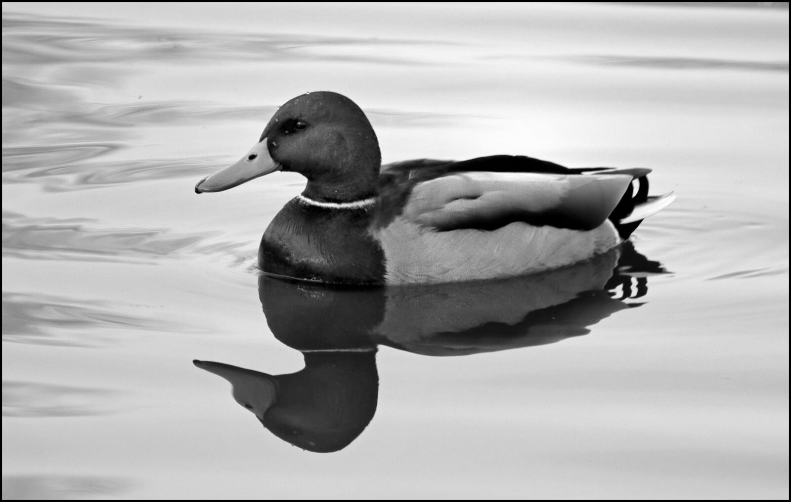 Canon EOS 80D + Tamron 18-400mm F3.5-6.3 Di II VC HLD sample photo. Duck, reflection, waterfowl photography